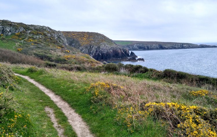 Pembrokeshire coastal track at Porthlysgi Bay near St David's