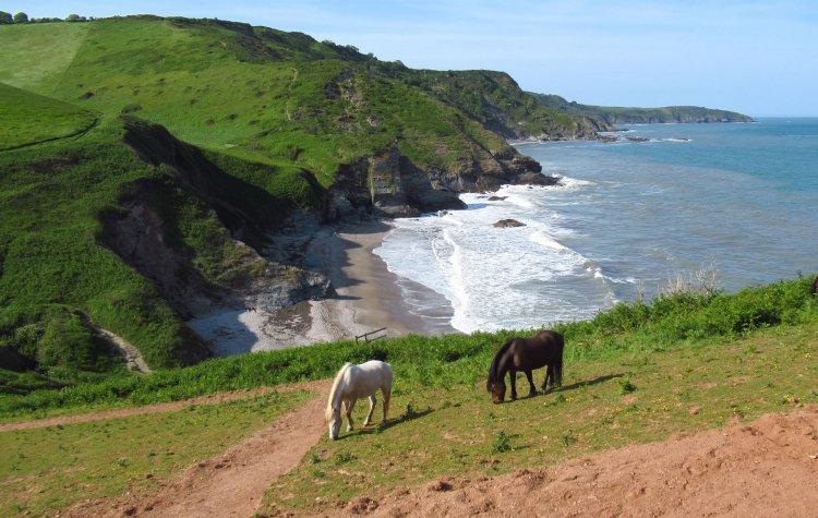 Kingswear to Brixham - Horses grazing near Scabbacombe beach Horses grazing near Scabbacombe beach