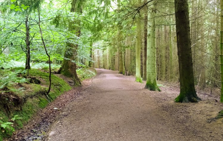 Forest path near Bolam Lake