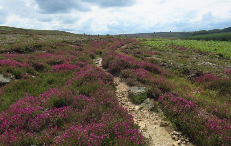 Purple heather on the North York Moors near Littlebeck and Falling Foss