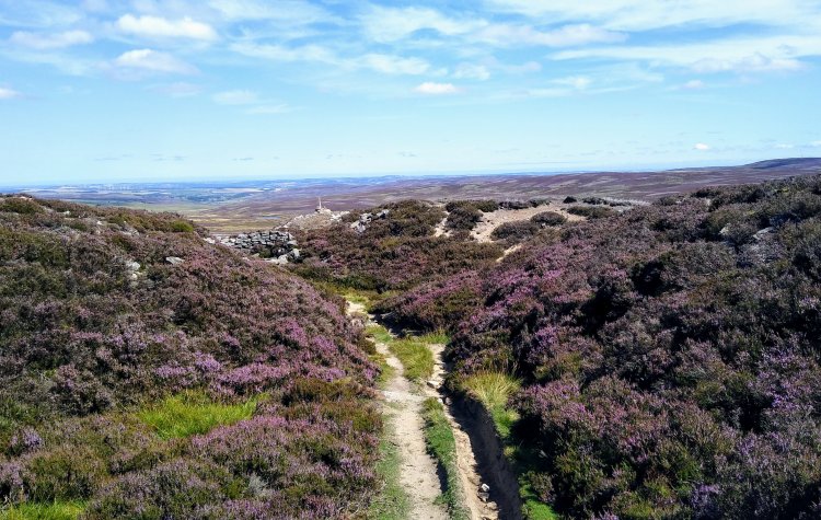 Looking back across the heather moorland