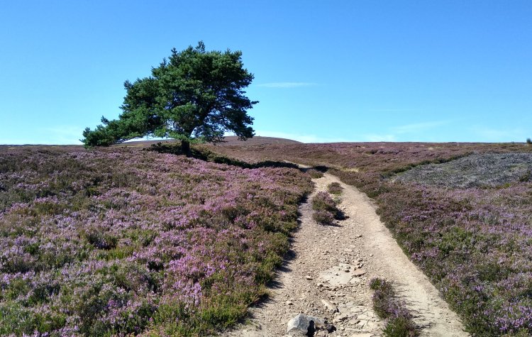 Path through the heather moorland