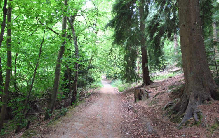 Westerham - Woodland path Woodland path