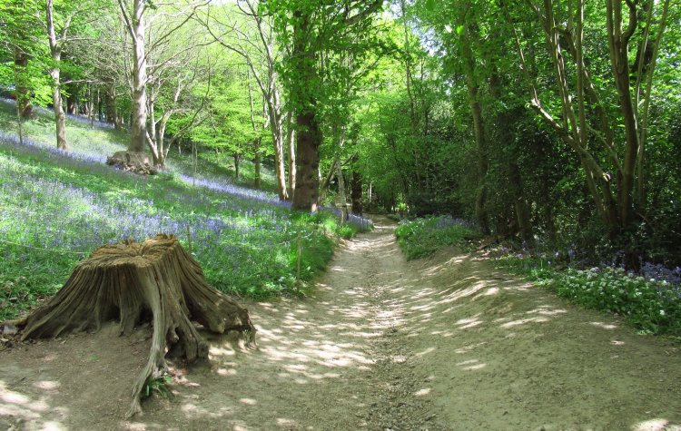 Westerham - Bluebells in Emmetts Garden Bluebells in Emmetts Garden