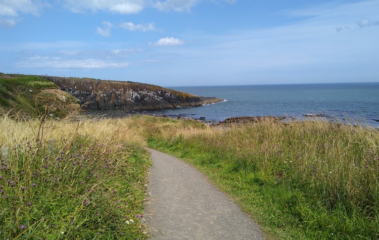 Boulmer - Cullernose Point Cullernose Point