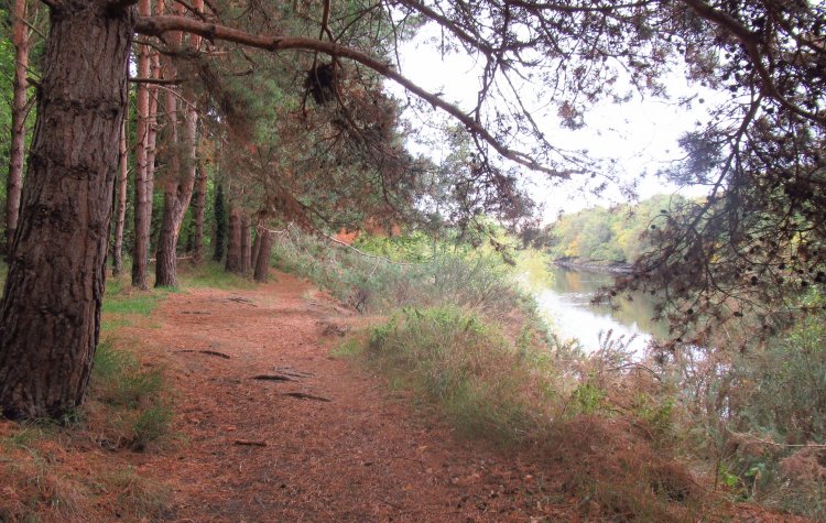 Woodland path along the River Tyne