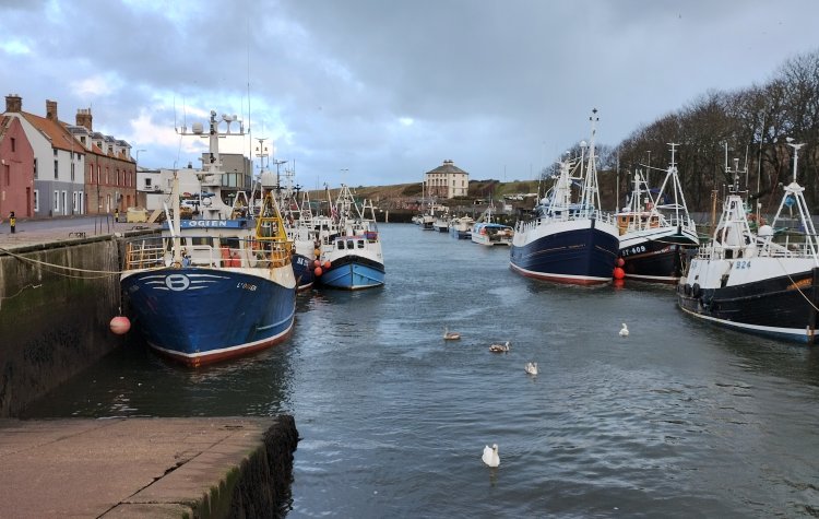 Eyemouth to Berwick - Eyemouth Harbour - Eyemouth Harbour
