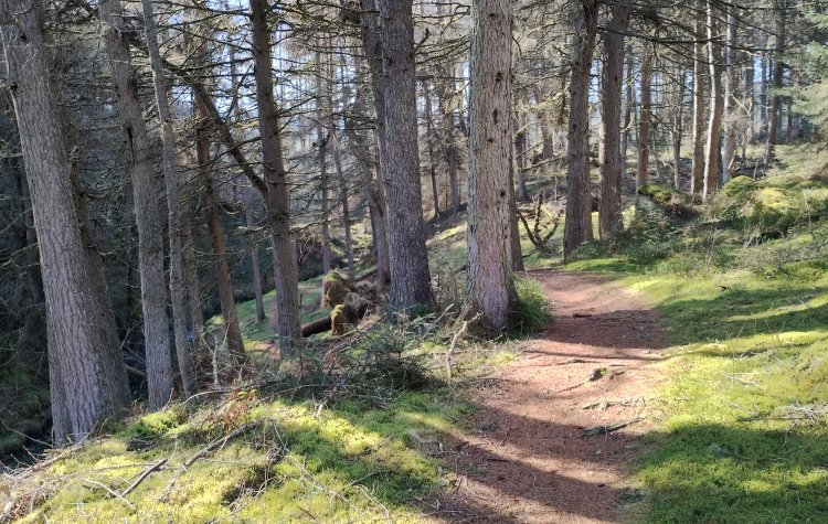 Path along Blakehope Burn