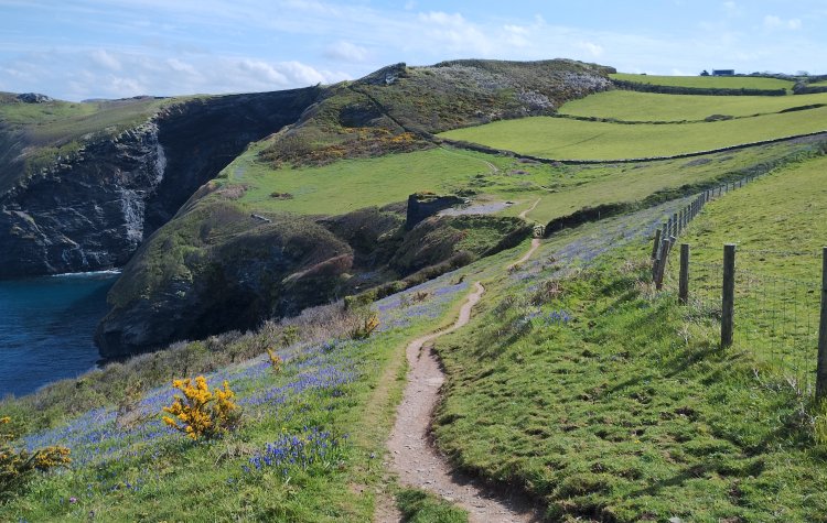 Boscastle to Tintagel - Bluebells on the Southwest Coastal Path Bluebells on the Southwest Coastal Path