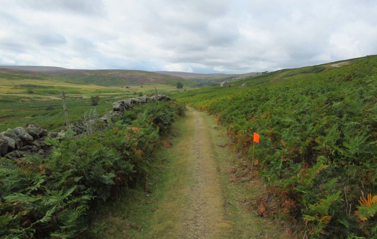 Edmundbyers - Path through the bracken Path through the bracken