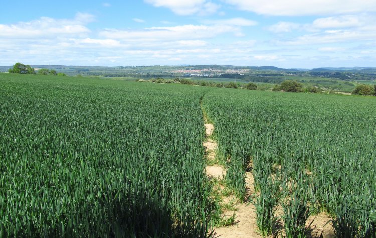 Path through the crops at Spy Law