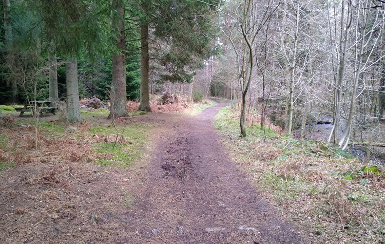 Forest Drive in Hamsterley Forest