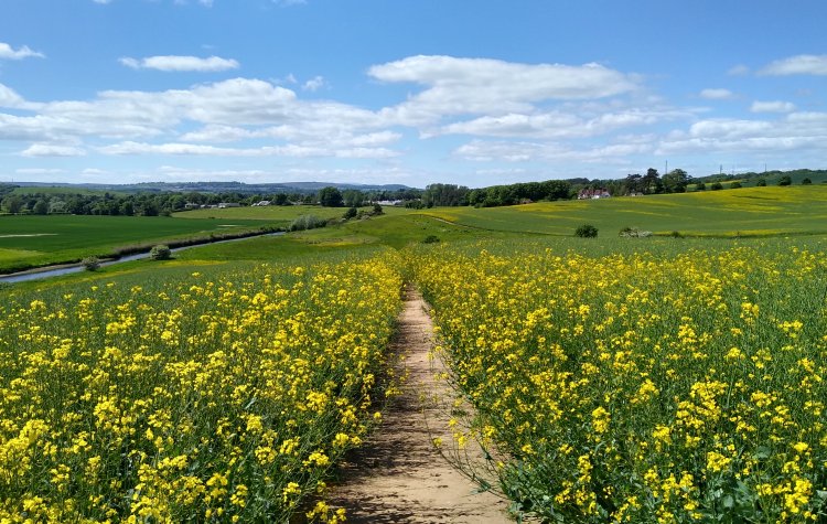 Path through the crops towards Lesbury
