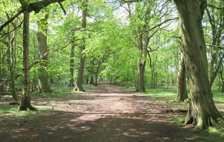 Calke Abbey - Serpentine wood Serpentine wood