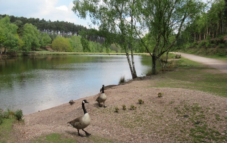 Ducks on the shores of Fairoak Pools