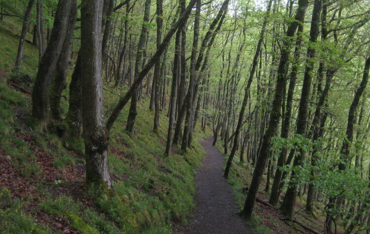 Castle Drogo - Woodland path Woodland path