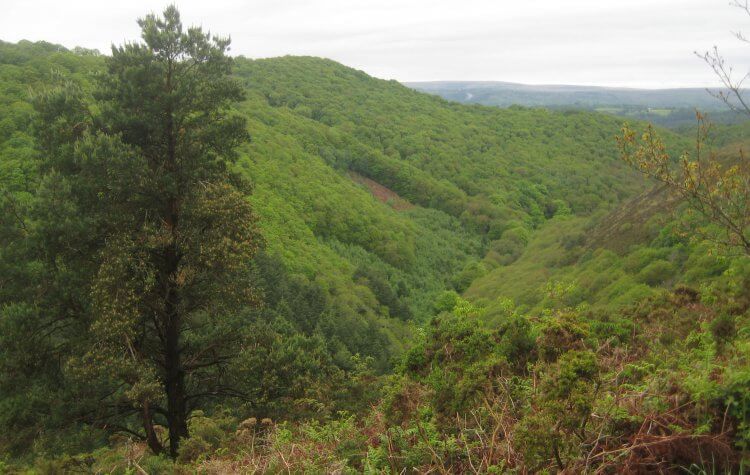 Castle Drogo - View of the tree tops along the Teign Valley View of the tree tops along the Teign Valley