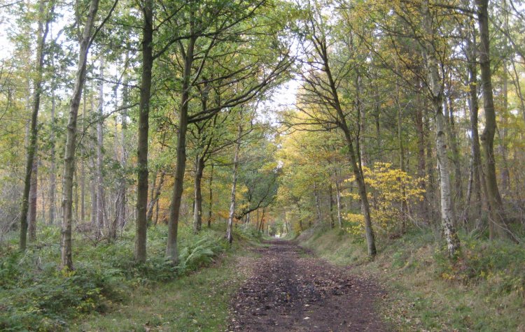 Chopwell - The old wagon way in Chopwell woods The old wagon way in Chopwell woods