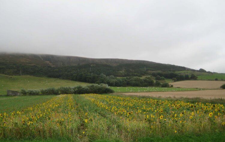 Field of sunflowers