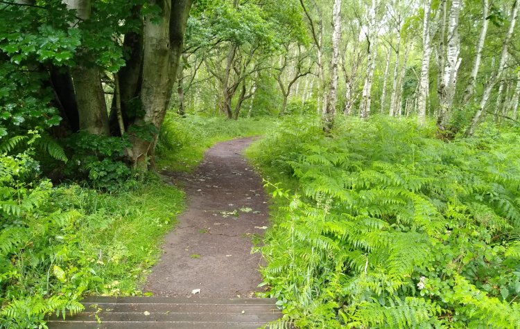 Path through Longacre Wood