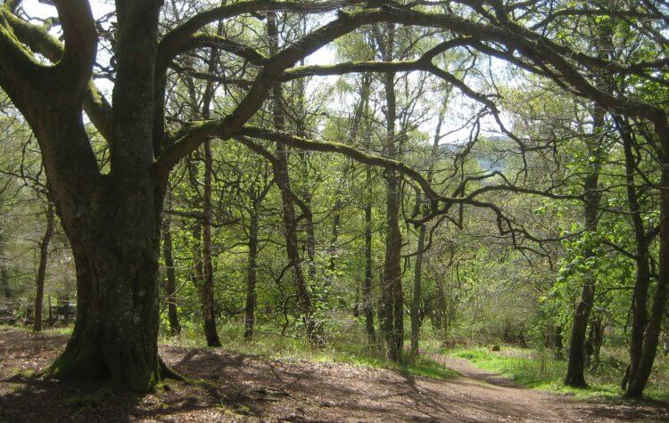 Crieff - Woodland path Woodland path