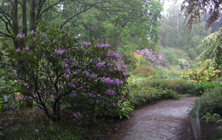 Dunham Massey - Rhododendrons in Dunham Massey Garden Rhododendrons in Dunham Massey Garden